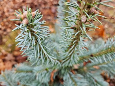 Abies lasiocarpa 'Arizonica' jedle plstnatoplodá